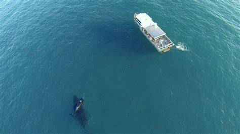 Sunset Whale Watching Cruise, 3 Hours - Broome - Adrenaline