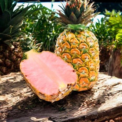 15 Pinkglow Pineapple Seeds Rare Pink Pineapple Variety Tropical Fruit