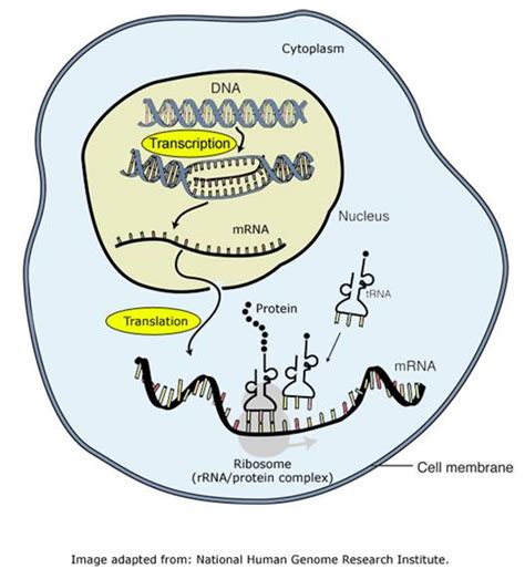 DNA, RNA, Protein - Pedersen Science