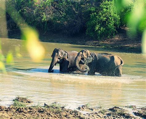 Sri Lanka Safari Tours - Wildlife Tours in Sri Lanka