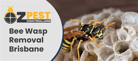 Bee Wasp Removal Logan Central Wasp Nest Removal Logan Central