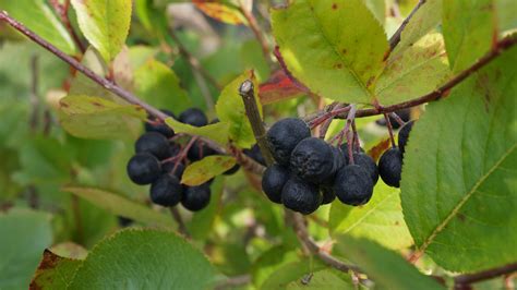 Кустарник с черными ягодами (Много фото!) - treepics.ru
