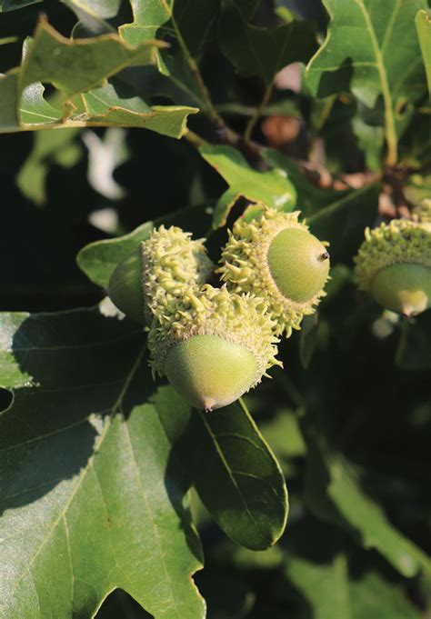 How To Grow A Burr Oak Tree From An Acorn Leighann Poirier