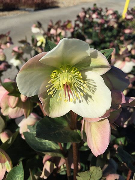 Helleborus Mollys White Springvale Garden Centre