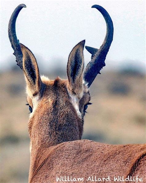 Notice The Eyes On The Pronghorn Great Example Of Predator Vs Prey