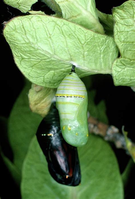 Pupa Of Monarch Butterfly (danaus Plexippus) Photograph by Dr Jeremy Burgess/science Photo ...