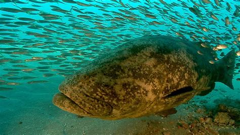 720p Free Download Goliath Grouper Yes They Are Bigger Than Me