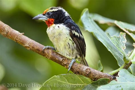 Nashville Zoo ©2014 Dave Hawkins Photography Nashville Tn Zoo