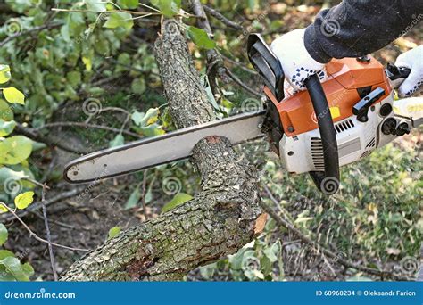 Man With Chainsaw Cutting The Tree Stock Photo Image Of Manual Male