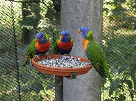 Qué comen los loros La Alimentación del loro Bird Bath Outdoor Decor