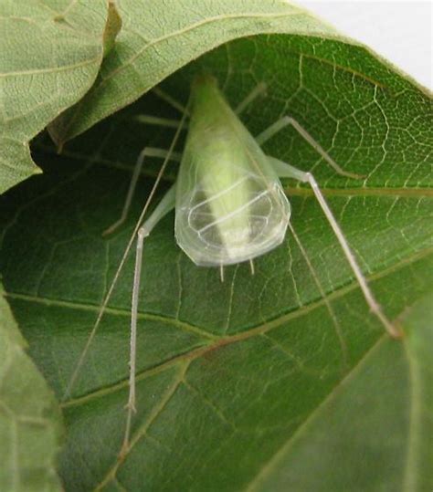 Snowy Tree Cricket Adult Male Oecanthus Fultoni Bugguide