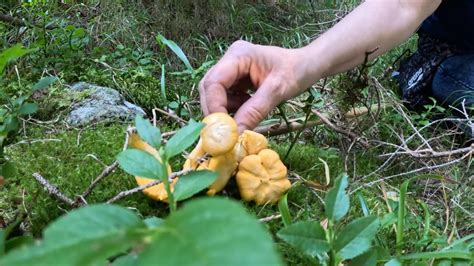 A Funghi Porcini In Alta Quota Condizioni Molto Sfavorevoli