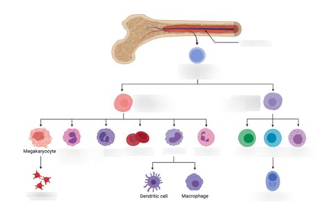 progenitor cell lines Diagram | Quizlet