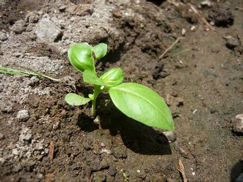 Alternativa Ecol Gica Cultivo De Albahaca