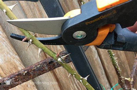 How To Prune Roses Simple Steps To Trim Like A Pro Pruning Roses