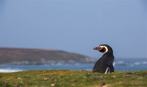 Magellanic Penguin | Sean Crane Photography