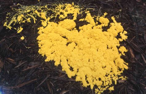 Slime Molds Protist Wiki Fandom