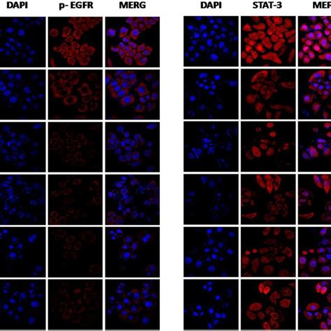 Immunofluorescence Of P Egfr And Stat3 In Mcf 7 Cells Mcf 7 Cells Were Download Scientific