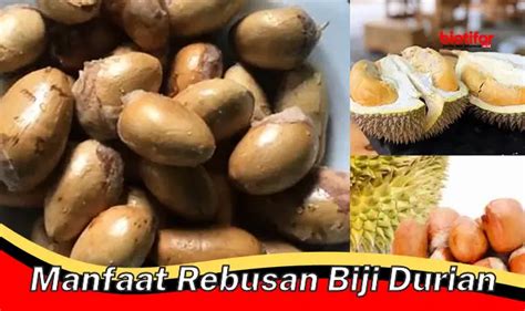 Temukan Khasiat Rebusan Biji Durian Yang Jarang Diketahui Biotifor