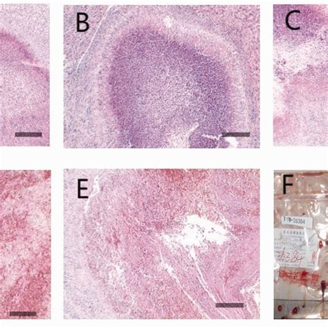 Representative Light Photomicrographs Of Tissue Sections The