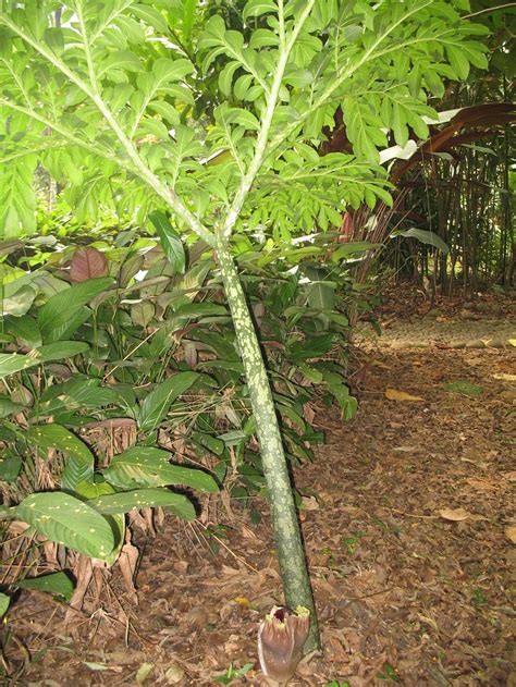 Amorphophallus Campanulatus