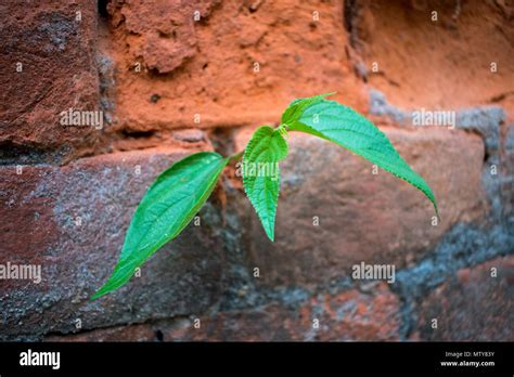 Twiner High Resolution Stock Photography And Images Alamy