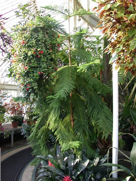 Araucaria Heterophylla Friends Of Belfast Botanic Gardens