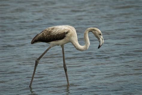 Phoenicopterus Roseus 1310 Biodiversidad Virtual Aves