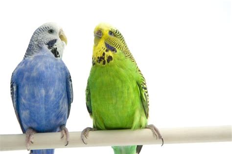 The Lifespan of a Parakeet - Pets