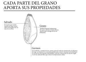 Sabías que cada parte del grano es importante Panishop