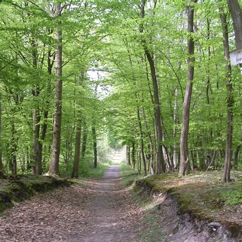 Saint-Germain-en-Laye forest | VisitParisRegion