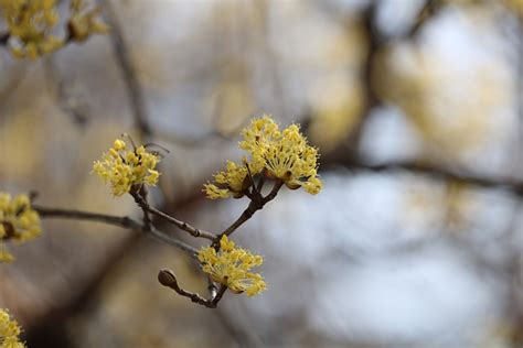 Cornus Officinalis Flower Corn - Free photo on Pixabay - Pixabay