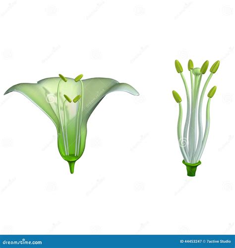 Stamen Stock Illustration Illustration Of Background 44453247