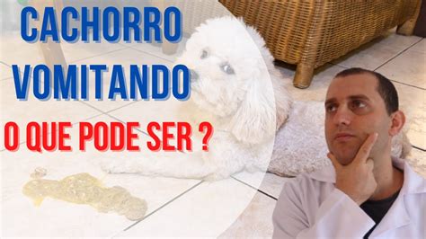 Cachorro Vomitando O Que Pode Ser Quais As Principais Causas O Que