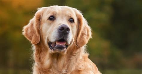 Pies fortuny Golden retriever ukradł zwycięski kupon loterii RMF 24