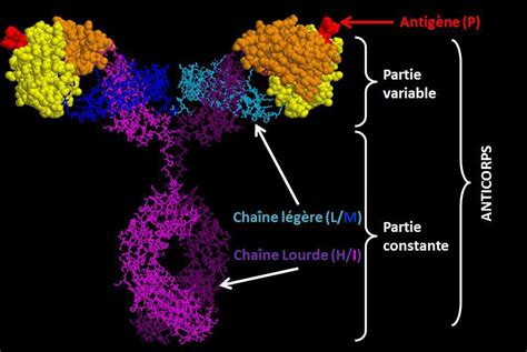 Ts Tp Structure Et Fonction D Un Anticorps Profsvt Oehmichen