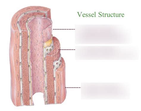 Anatomy Blood Vessels Diagram Quizlet