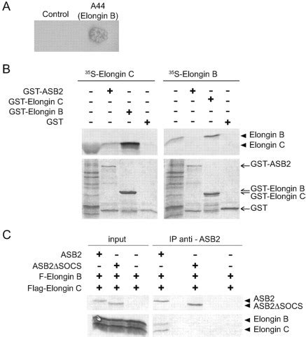 ASB2 Is An Elongin BC Interacting Protein That Can Assemble With Cullin