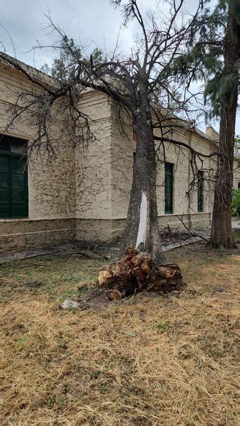 Un árbol de gran porte cayó en la Casa de la Cultura en Fray Mamerto