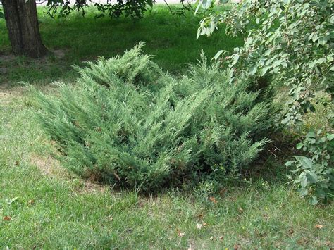Juniperus sabina - Изображение особи - Плантариум
