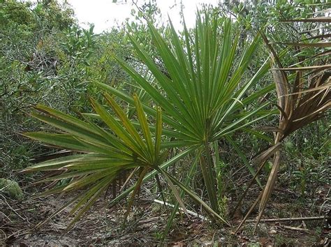 Cold Hardy Palms The Best Palm Tree Species For Cold Weather