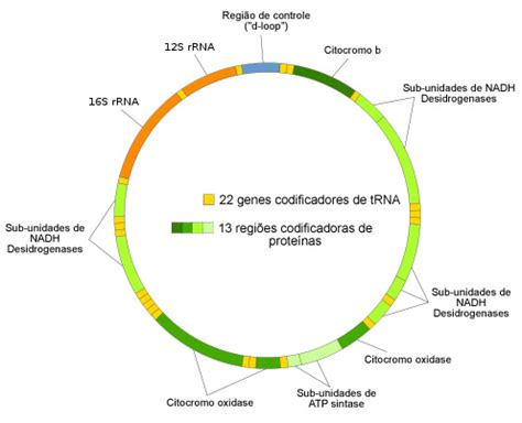 Dna Mitocondrial Gen Tica Infoescola