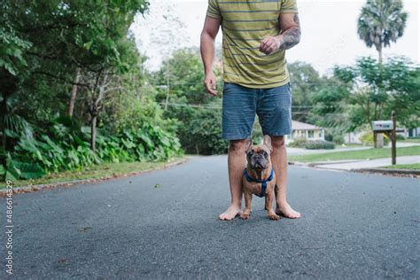 Cute Frenchie dog and owner Stock Photo | Adobe Stock