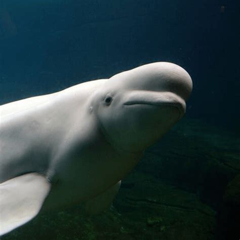 Canada's most endangered whales