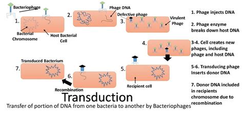 Transferencia Gen Tica Gentaur Espa A Anticuerpos Kits De Pcr