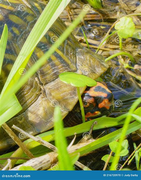 is it normal turtle hiding naturally