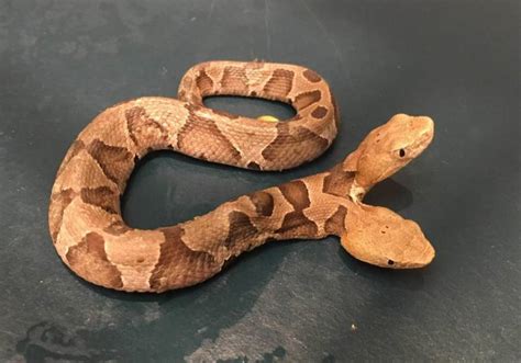 Rare Two Headed Copperhead Snake Discovered In Virginia