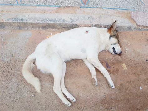 Tiere In Not Nador Marokko Mit Ihrer Spende Geben Wir Den Tieren