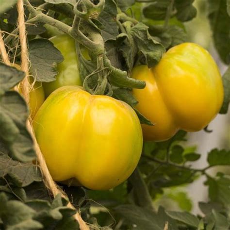 Yellow Stuffer Or Yellow Gourmet Tomato Organic Seeds Ferme De