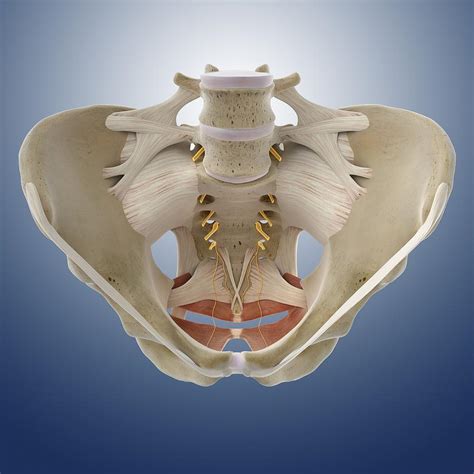 Pelvis Artwork 3 Photograph By Science Photo Library Fine Art America